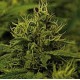 WHITE WIDOW * ROYAL QUEEN SEEDS 10 SEMI FEM 