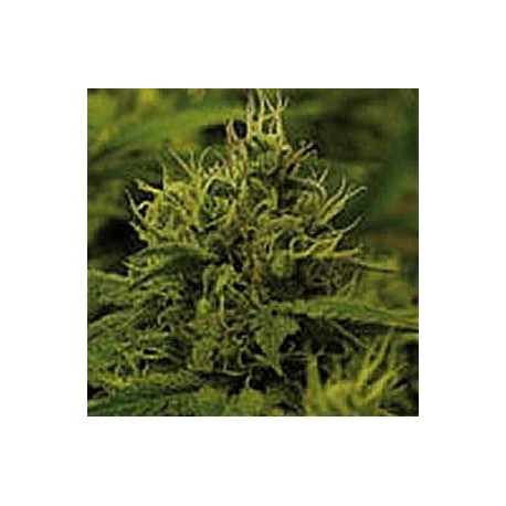 WHITE WIDOW * ROYAL QUEEN SEEDS 10 SEMI FEM 