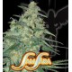 SWEET BLACK ANGEL * SAMSARA FEMINIZED 3 SEMI