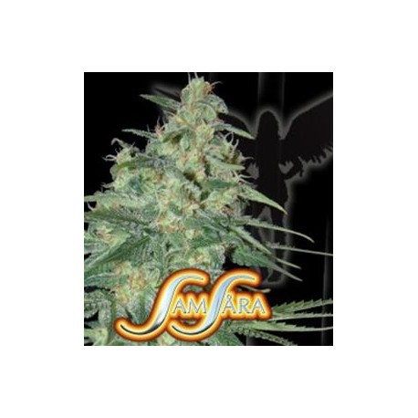 SWEET BLACK ANGEL * SAMSARA FEMINIZED 3 SEMI