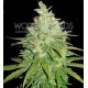 AFGHAN KUSH X BLACK DOMINA * WORLD OF SEEDS 12 SEMI FEM