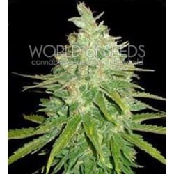 AFGHAN KUSH X BLACK DOMINA * WORLD OF SEEDS 12 SEMI FEM