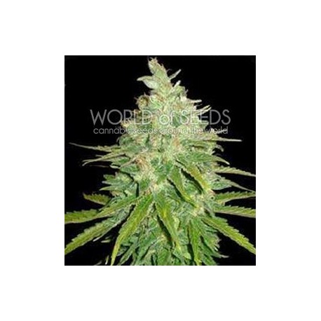 AFGHAN KUSH X BLACK DOMINA * WORLD OF SEEDS 12 SEMI FEM