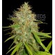 AFGHAN KUSH X SKUNK * WORLD OF SEEDS 12 SEMI FEM