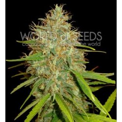 AFGHAN KUSH X SKUNK * WORLD OF SEEDS 12 SEMI FEM