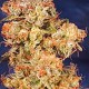 BLUE MISTIC * ROYAL QUEEN SEEDS 3 SEMI FEM 