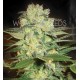 AFGHAN KUSH X WHITE WIDOW * WORLD OF SEEDS 7 SEMI FEM 