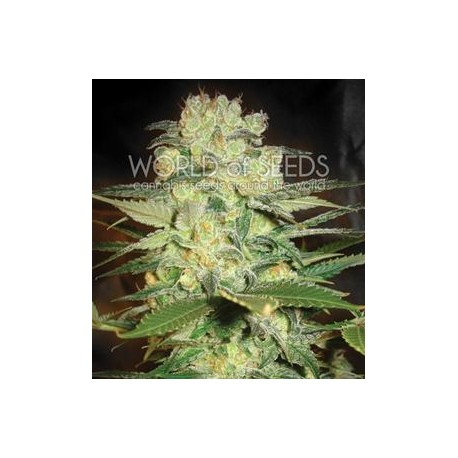 AFGHAN KUSH X WHITE WIDOW * WORLD OF SEEDS 7 SEMI FEM 