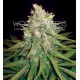 MAZAR X GREAT WHITE SHARK * WORLD OF SEEDS 7 SEMI FEM 