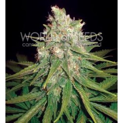 MAZAR X GREAT WHITE SHARK * WORLD OF SEEDS 7 SEMI FEM 