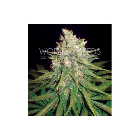 MAZAR X GREAT WHITE SHARK * WORLD OF SEEDS 7 SEMI FEM 