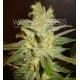 NORTHERN LIGHT X BIG BUD * WORLD OF SEEDS 7 SEMI FEM