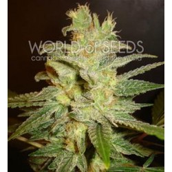 NORTHERN LIGHT X BIG BUD * WORLD OF SEEDS 7 SEMI FEM