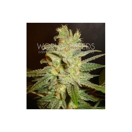 NORTHERN LIGHT X BIG BUD * WORLD OF SEEDS 7 SEMI FEM