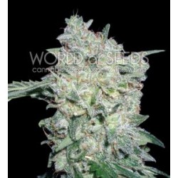 AFGHAN KUSH SPECIAL * WORLD OF SEEDS 12 SEMI FEM