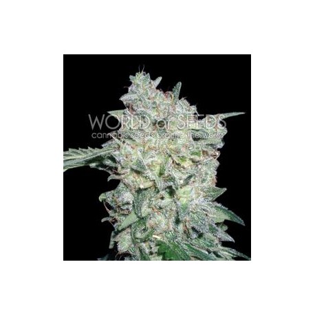 AFGHAN KUSH SPECIAL * WORLD OF SEEDS 12 SEMI FEM