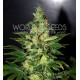 CHRONIC HAZE * WORLD OF SEEDS 7 SEMI FEM 