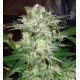 MAZAR KUSH * WORLD OF SEEDS 7 SEMI FEM 