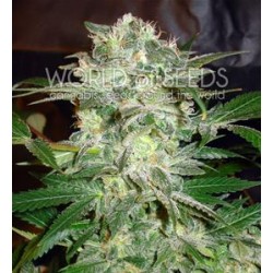 MAZAR KUSH * WORLD OF SEEDS 7 SEMI FEM 