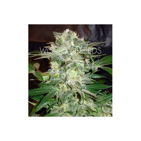 MAZAR KUSH * WORLD OF SEEDS 7 SEMI FEM 