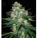 SKUNK 47 * WORLD OF SEEDS 7 SEMI FEM 