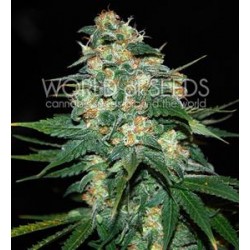 SKUNK 47 * WORLD OF SEEDS 12 SEMI FEM