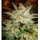 STAR 47 * WORLD OF SEEDS 7 SEMI FEM