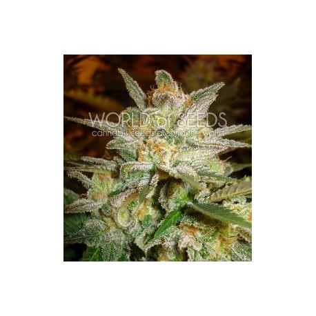 STAR 47 * WORLD OF SEEDS 7 SEMI FEM