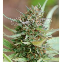 STRAWBERRY BLUE * WORLD OF SEEDS 7 SEMI FEM 