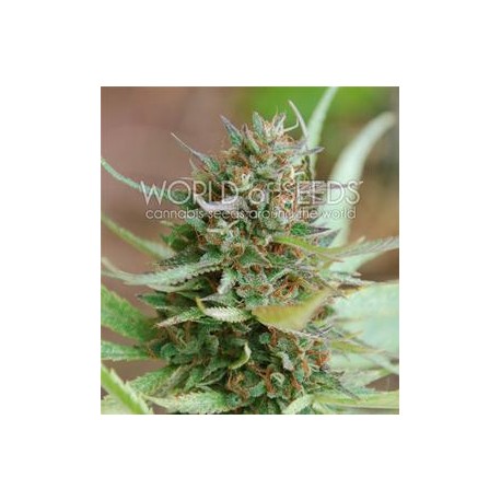 STRAWBERRY BLUE * WORLD OF SEEDS 7 SEMI FEM 