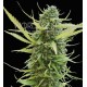 COLOMBIAN GOLD * WORLD OF SEEDS 7 SEMI FEM 