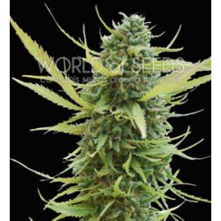 COLOMBIAN GOLD * WORLD OF SEEDS 7 SEMI FEM 