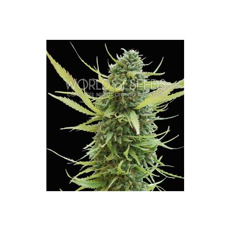 COLOMBIAN GOLD * WORLD OF SEEDS 7 SEMI FEM 