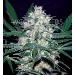 PAKISTAN VALLEY * WORLD OF SEEDS 7 SEMI FEM