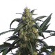 ALIEN JAKE LA MOTTA * HERO SEEDS 5 SEMI FEM 