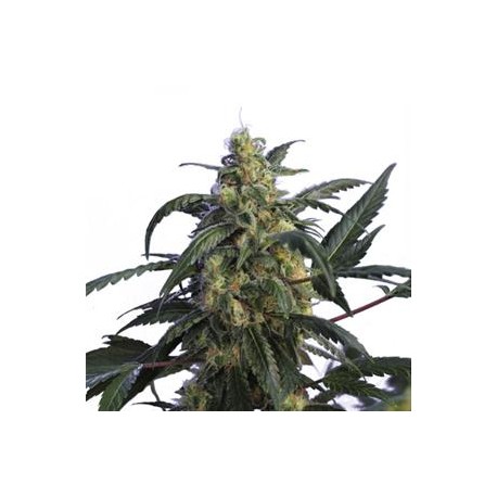 ALIEN JAKE LA MOTTA * HERO SEEDS 5 SEMI FEM 