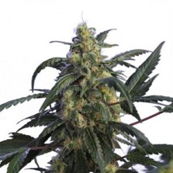 ALIEN JAKE LA MOTTA * HERO SEEDS 10 SEMI FEM