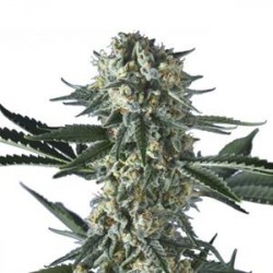 BAT GUM * HERO SEEDS 5 SEMI FEM