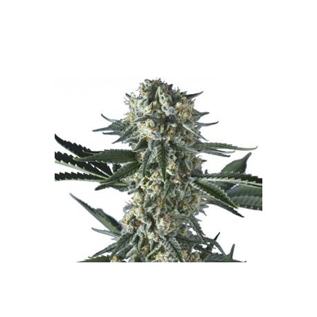 BAT GUM * HERO SEEDS 5 SEMI FEM