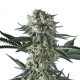 BAT GUM * HERO SEEDS 10 SEMI FEM 