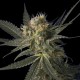 BLUE MONSTER HOLK * HERO SEEDS 5 SEMI FEM