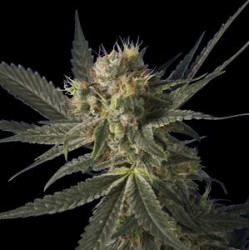 BLUE MONSTER HOLK * HERO SEEDS 5 SEMI FEM