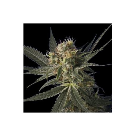 BLUE MONSTER HOLK * HERO SEEDS 5 SEMI FEM