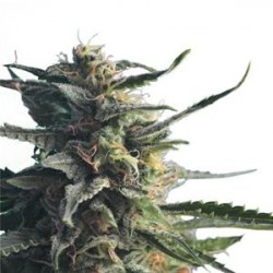 DIESEL GIRL * HERO SEEDS 5 SEMI FEM 