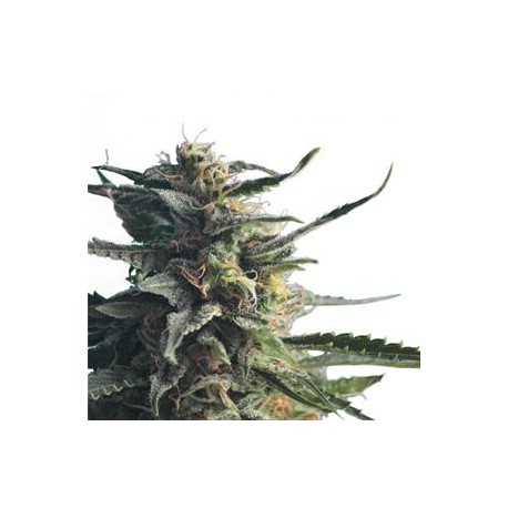 DIESEL GIRL * HERO SEEDS 5 SEMI FEM 