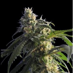 GREEN SHARK * HERO SEEDS 5 SEMI FEM 