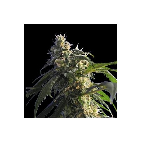 GREEN SHARK * HERO SEEDS 5 SEMI FEM 