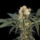 IRON FLOW 47 * HERO SEEDS 5 SEMI FEM 