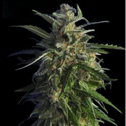 OLD EARLY SKUNK * HERO SEEDS 10 SEMI FEM