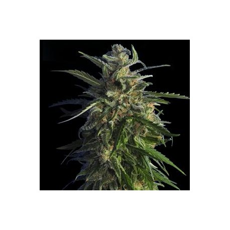 OLD EARLY SKUNK * HERO SEEDS 10 SEMI FEM